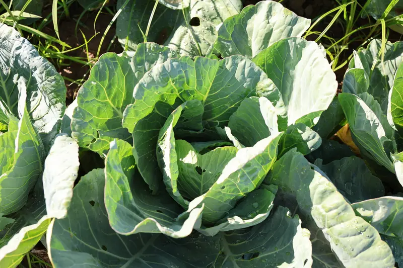 A cabbage crop, close up